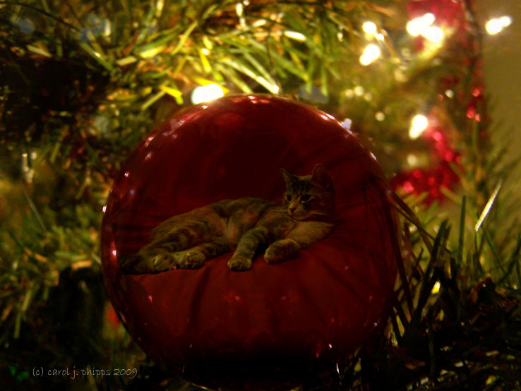 A First Christmas!