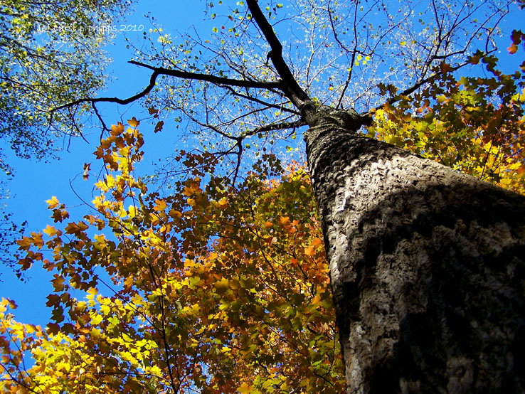 Looking Up!