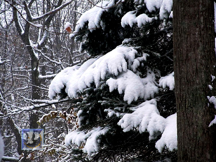 First Heavy Snow of  Season!