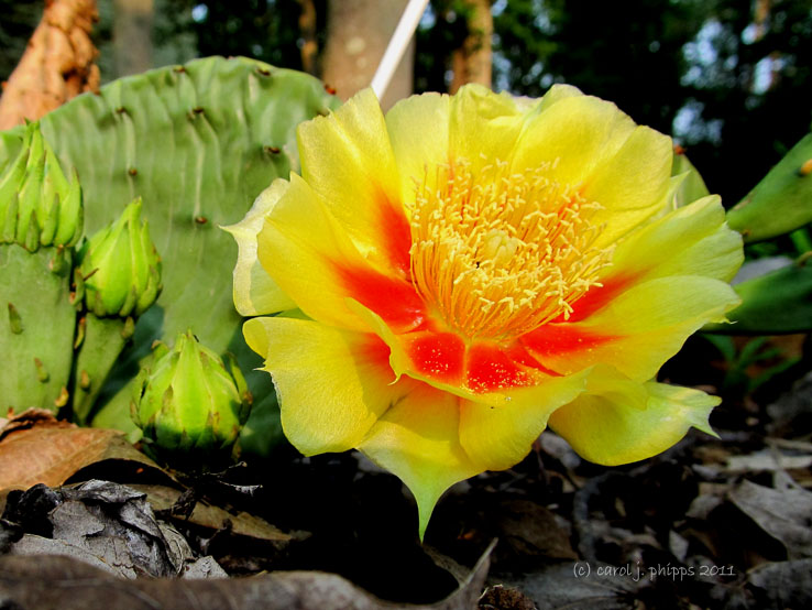 Prickly Pear Cactus