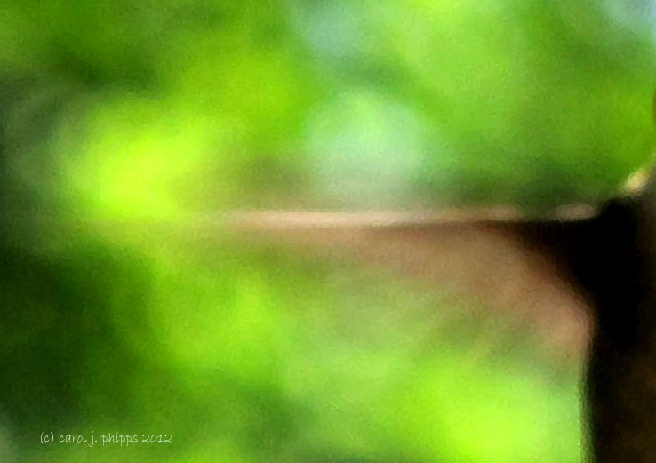 HUMMINGBIRD WING