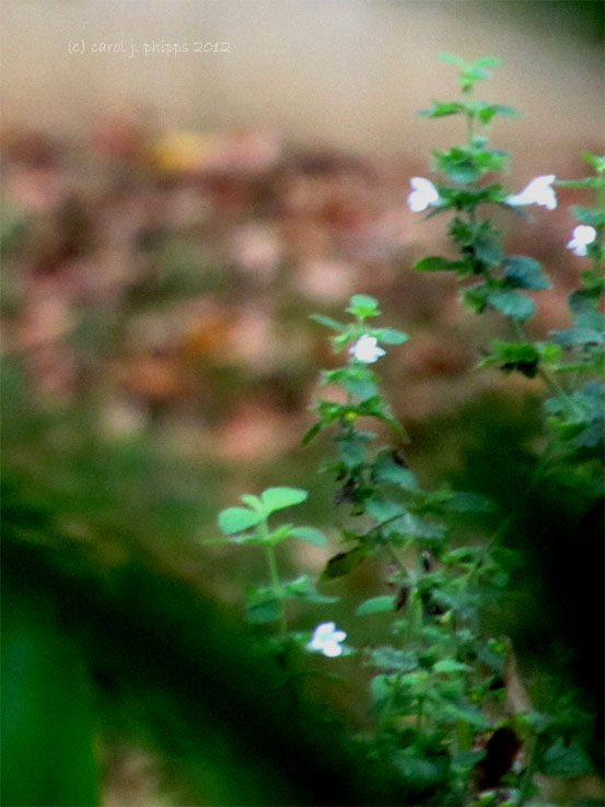 Green!