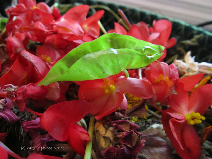 Green Floating on Bed of Red