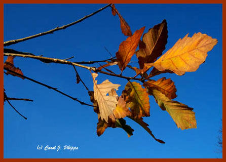 Out on a Limb.