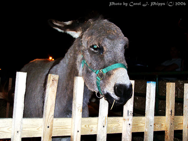 Lil Donkey.