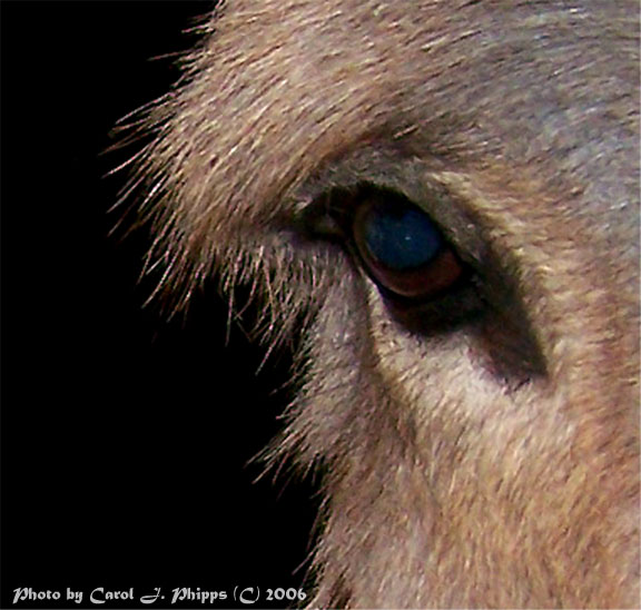 Little Donkey.