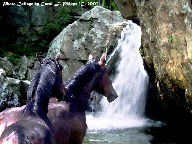 Heated Pursuit  ~ Two Horses and Waterfall!