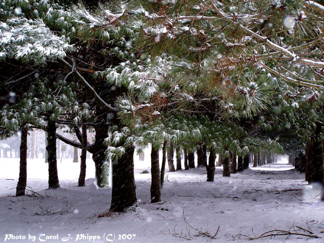 Calmer Winter Winds.