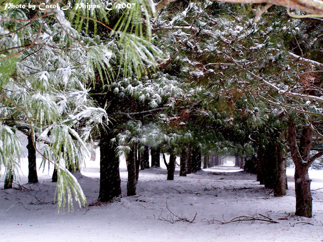 Calm Winter Winds.