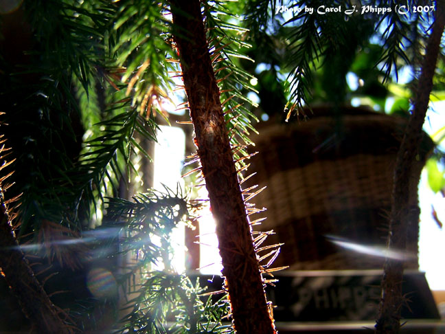 Morning Light on Young Pines.