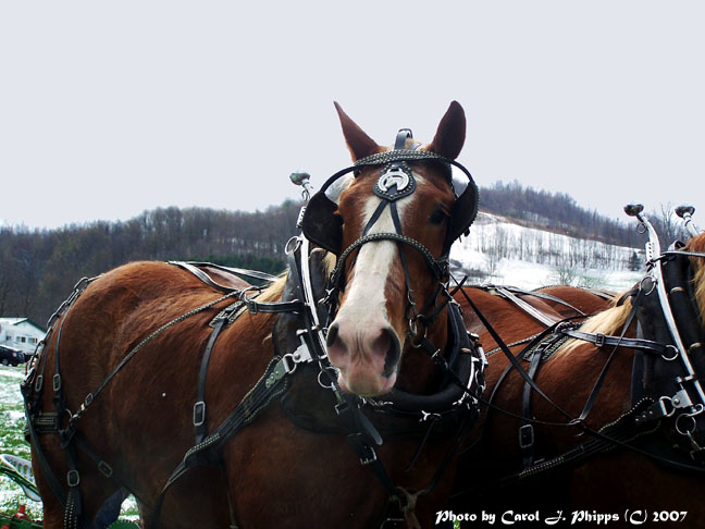 Working Draft Horse Team WV.