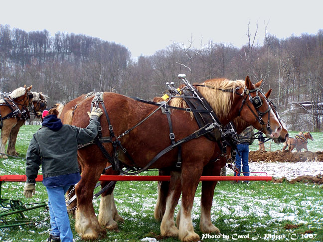 Working Draft Horses WV.