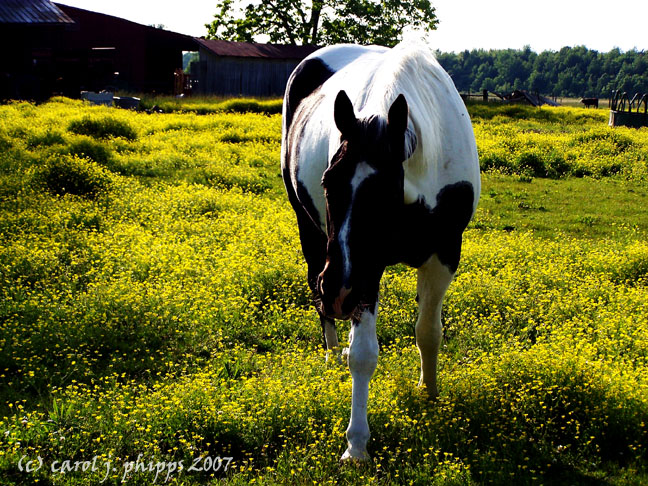 Hanover Farm.