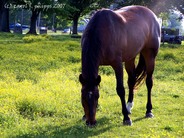 Hanover, Indiana Farm.
