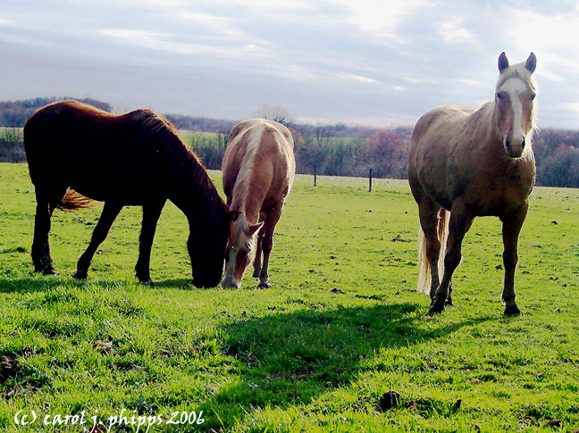 West Virginia Horse Farm.