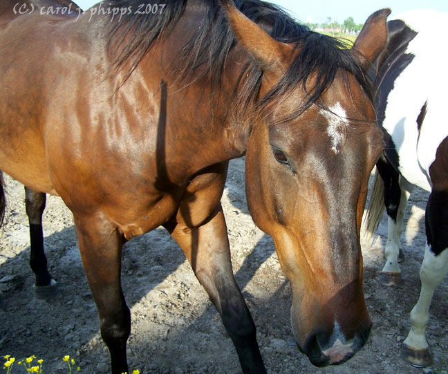 Indiana Horse Farm (USA).