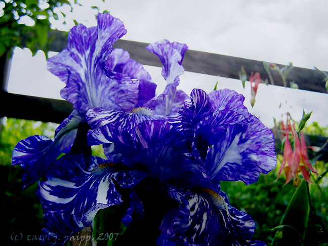 Ednas Iris.