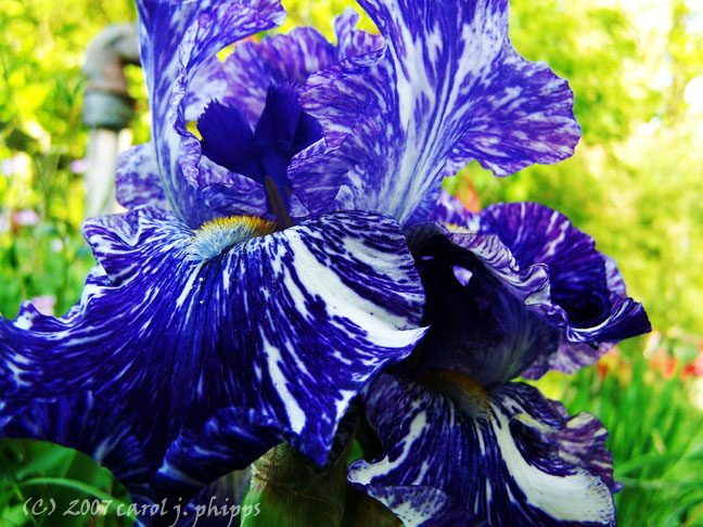 Ednas Iris.