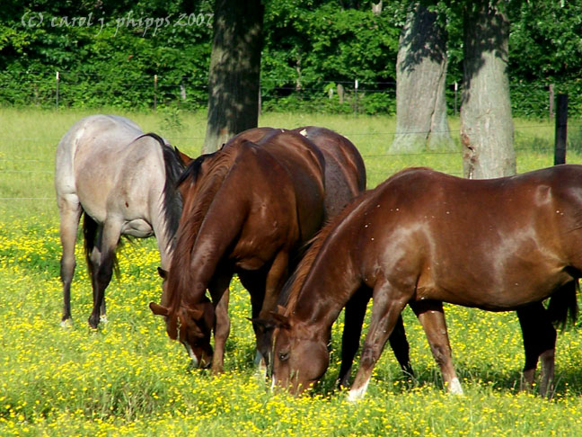 Blaire Farm.