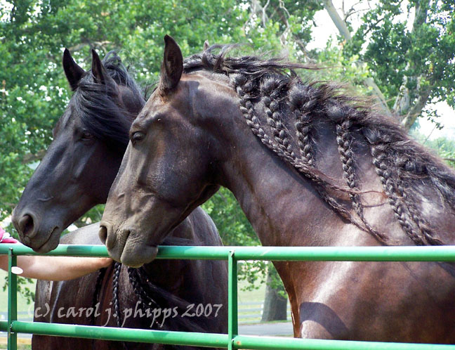 Kentucky Horse Park.