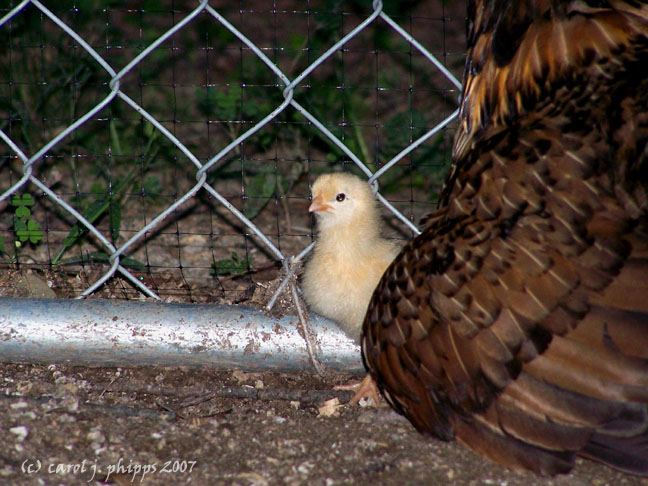 One of Three New Chicks.