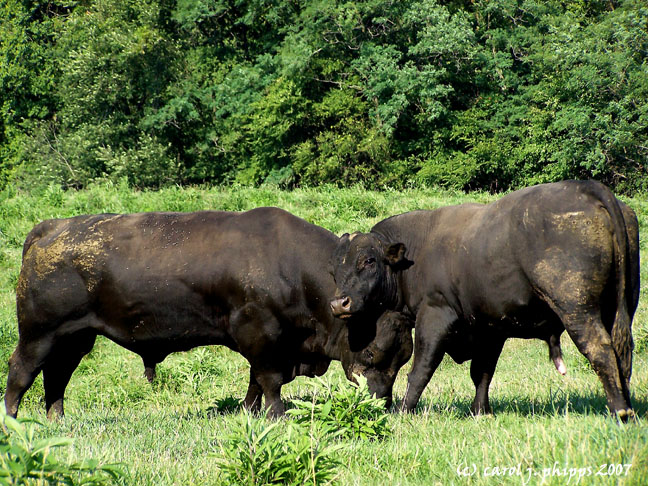 025 Bulls.JPG
