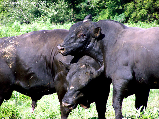 024 Bulls.JPG