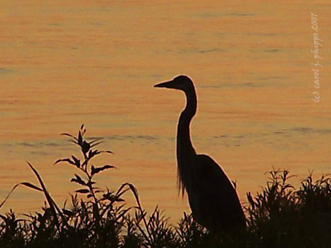 Sunrise MILTON.JPG