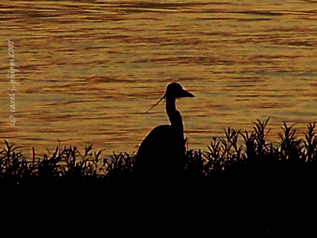 Blue Heron Milton.JPG