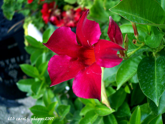 Lanthier Garden.