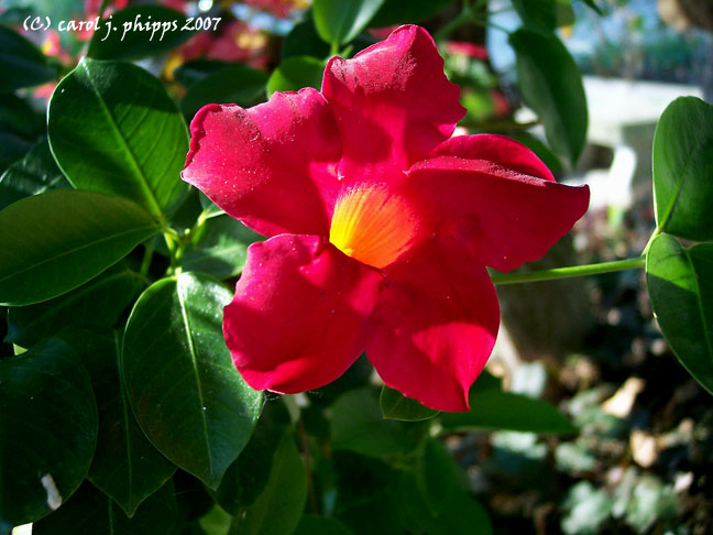 Lanthier Garden.