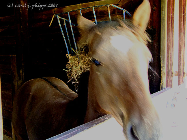 Filly Newly Separated from her  Mother.
