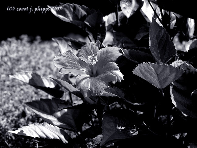 Autumn Garden Delights.