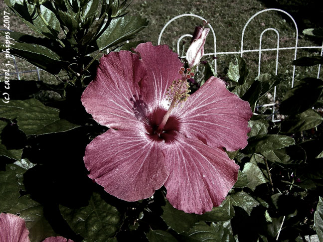Autumn Garden Delights.