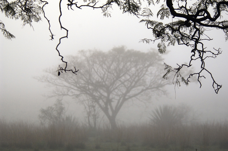 Foggy Morning on the Estancia