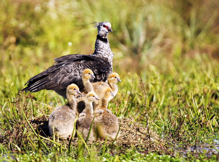 Southern Screamer Chicks
