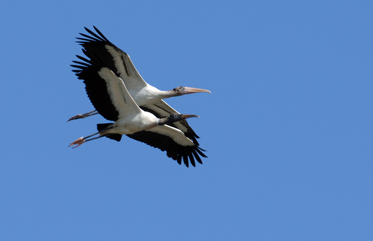 20110718 Wood Storks in Flight   _6502
