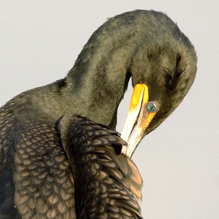 Double Crested Cormorant  6629
