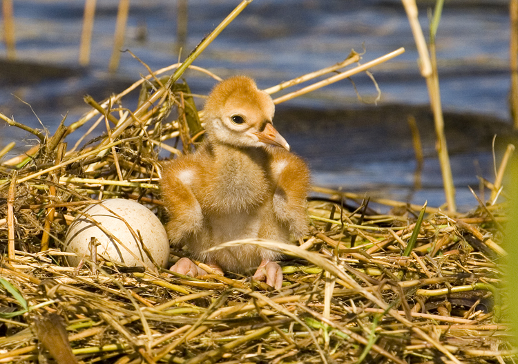 Sandhill Chick, Egg  7671