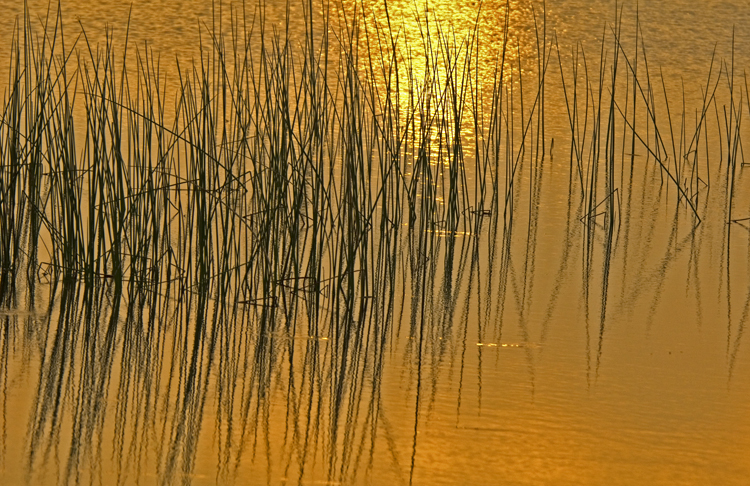 Sunrise on the Marsh 9085