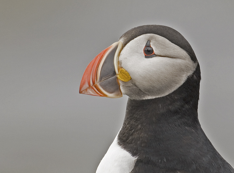 Atlantic Puffin  9683