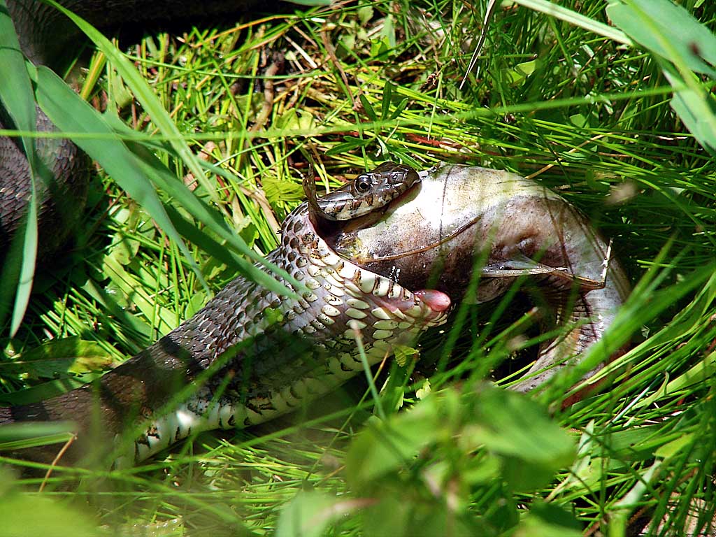 Water Snake Eating Fish 1
