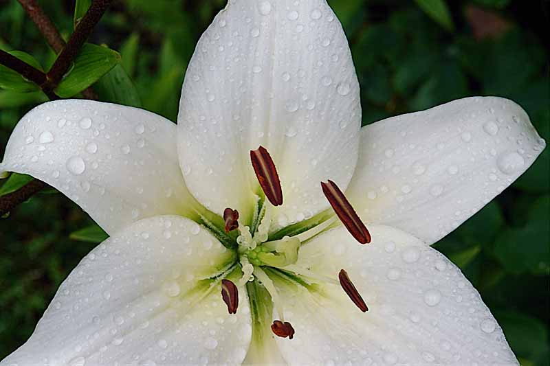 White Lilly R1