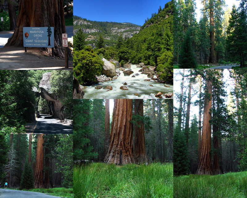 June 29 Collage