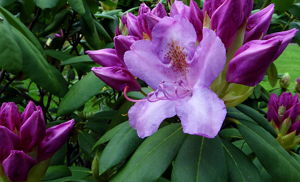 Rhododendron DSC00196.jpg