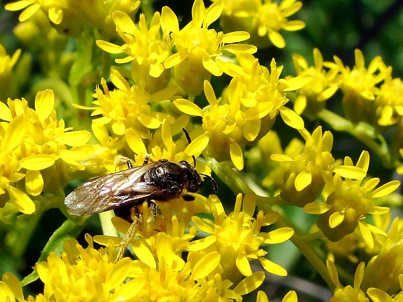 Lunchtime on Goldenrod