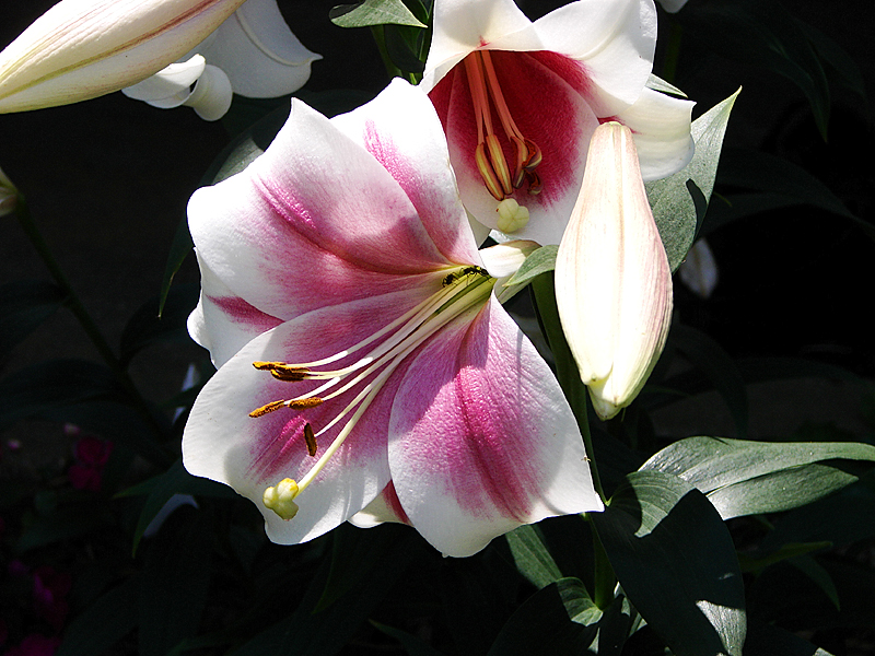 H5-Asian Lillies 7-16-07.jpg