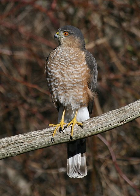 Sharp-shinned Hawk