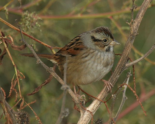 Swamp Sparrow