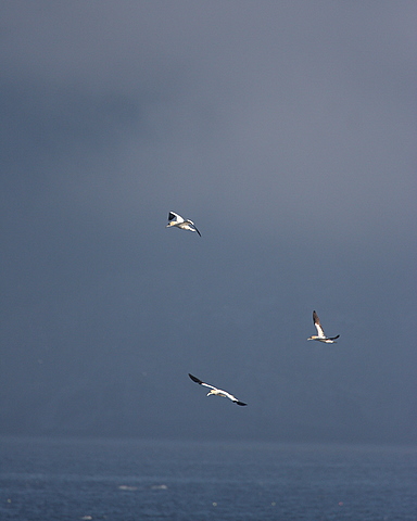 Northern Gannet